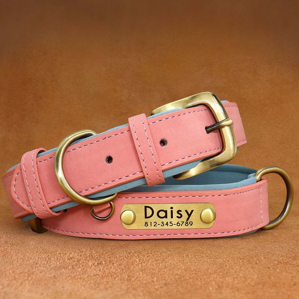 Leather dog collar with customized engraved nameplate.